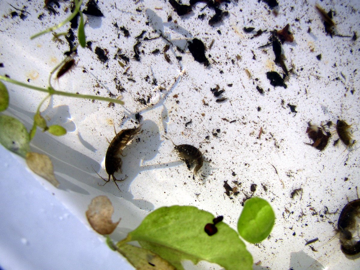 2011 11 Macrofaune benthique St Léger 13